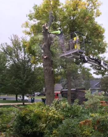 Prescott Tree Service business image in Prescott, AZ